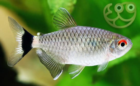 Red Eye Tetra Red Eye Tetra
