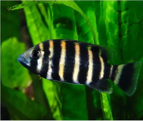 Butter Cichlid Fish Butter Cichlid Fish