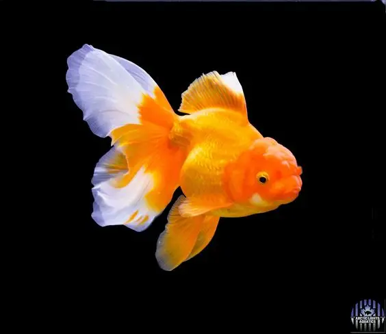 Gold Fish Gold Fish