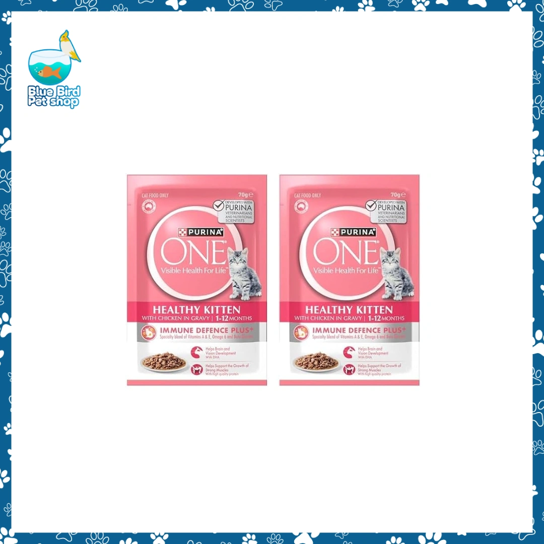 Purina ONE Healthy Kitten Chicken in Gravy Pouch 85g for kittens at Blue Bird Petshop Bashundhara